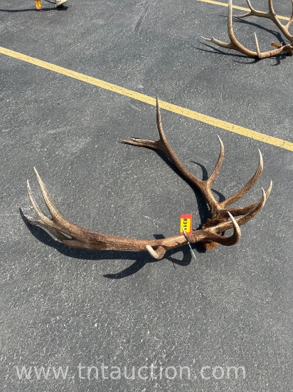 ELK SKULL CAP