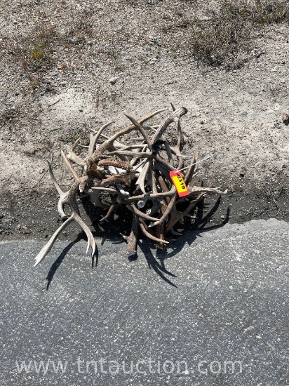 MISC DEER ANTLERS