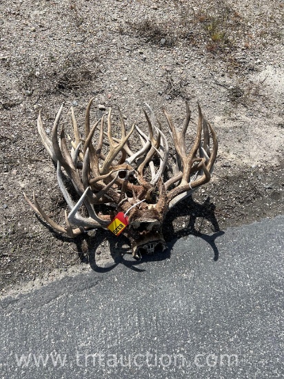 7 SKULL CAPPED DEER ANTLERS