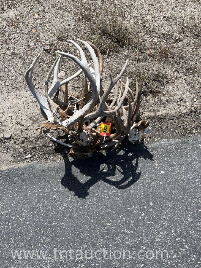 11 SKULL CAPPED DEER ANTLERS 2 DEER SKULLS