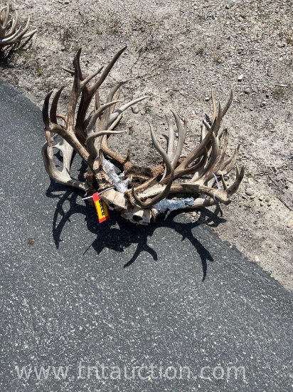 6 SKULL CAPPED DEER ANTLERS