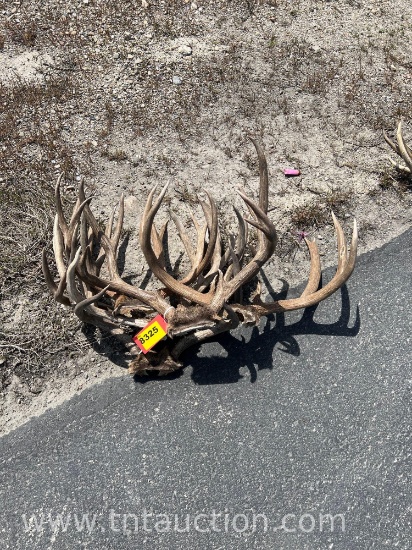 6 SKULL CAPPED DEER ANTLERS