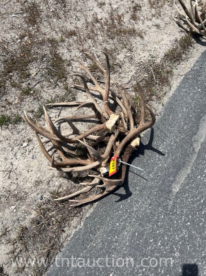 5 SKULL CAPPED DEER ANTLERS