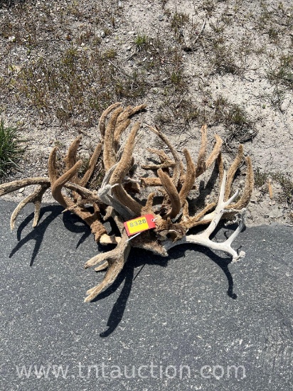 6 SKULL CAPPED VEVET DEER ANTLERS