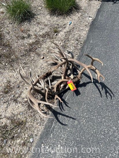 5 SKULL CAPPED DEER ANTLERS