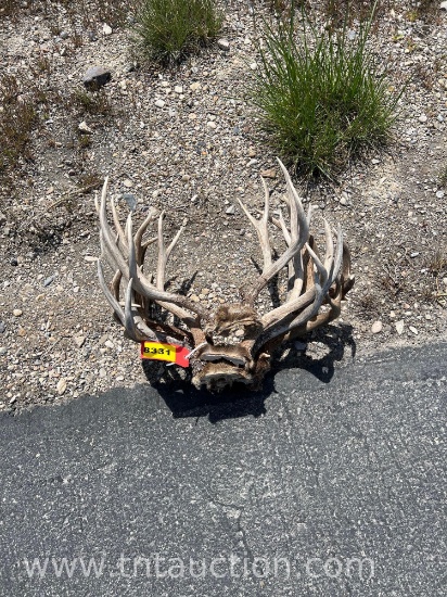 5 SKULL CAPPED DEER ANTLERS