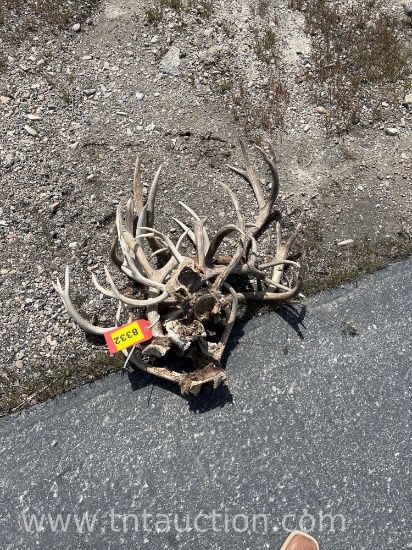 7 SKULL CAPPED DEER ANTLERS 1 DEER SKULL