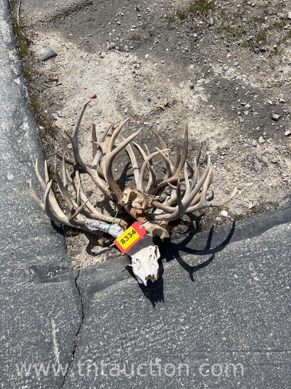 6 SKULL CAPPED DEER ANTLERS 1 DEER SKULL