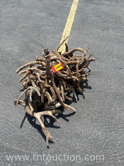 MISC VELVET DEER ANTLERS