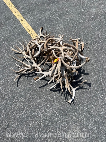 MISC DEER ANTLERS