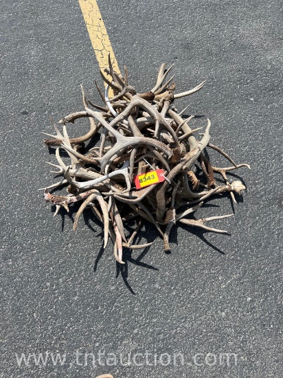 MISC DEER ANTLERS