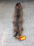BOBCAT PELT