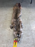 BOBCAT PELT