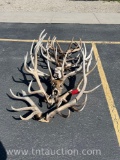 6 BULL ELK HEAD/SKULL