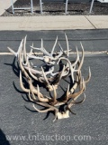 MISC WHITE ELK ANTLERS