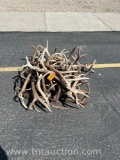 MISC ELK ANTLERS