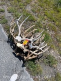 7 SKULL CAPPED 1 DEER HEAD ANTLERS