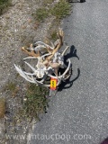 2 SKULL CAPPED DEER 4 DEER SKULLS WHITE