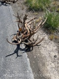 6 SKULL CAPPED DEER ANTLERS