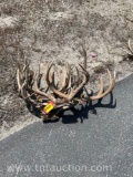 6 SKULL CAPPED DEER ANTLERS