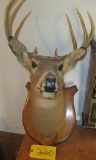 Deer Mount