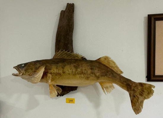 Walleye