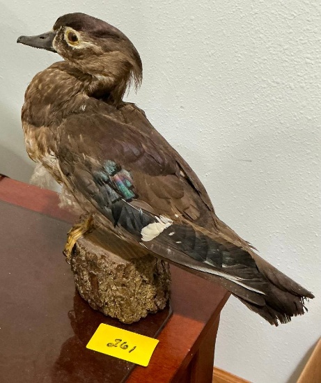 Wood Duck Taxidermy