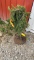 Weeping Norway spruce