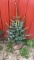 Weeping serbian spruce
