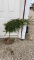 Weeping Norway spruce