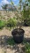 Snowball bush
