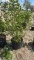 Snowball bush