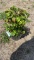 Firepower nandina