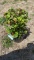 Firepower nandina