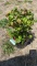 Firepower nandina