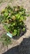 Firepower nandina
