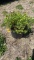 Goldmound spirea