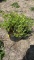 Goldmound spirea