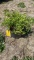 Goldmound spirea