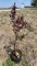 Bloodgood japanese maple