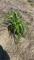 Happy returns hybrid Daylily