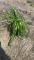 Happy returns hybrid Daylily