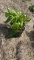 Aureo marginata hosta