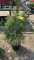 White pine