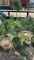 White pine