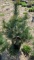 White pine