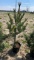 White pine