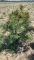White pine