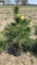 White pine