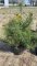 White pine